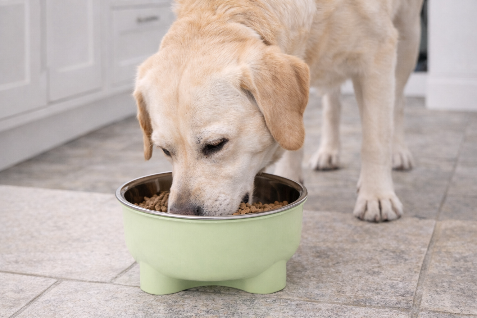 Stainless Steel Pet Bowl
